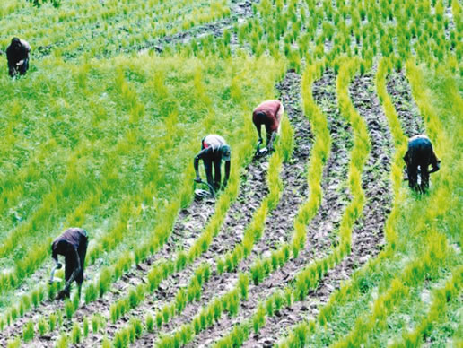 Don tasks varsities on job creation through agric