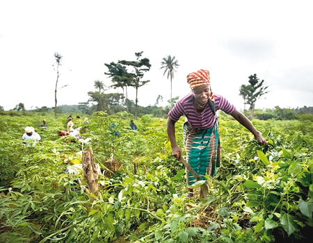 ‘Nigerian farmers need quality seeds to boost food production’