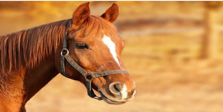 Horse rider tramples man to death in Jigawa