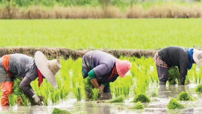 FG, IFAD distribute Agro inputs to 83 Nasarawa farmer groups