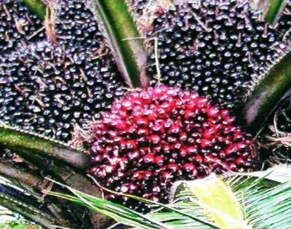 Invest In Hybrid Oil Palm Plantation To Bridge Gap Of Oil Imports